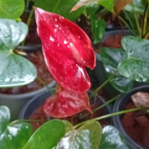 Red Anthurium