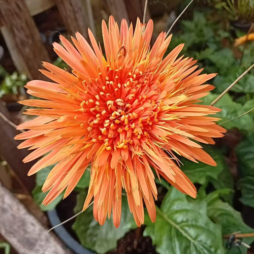 Dark Orange Babandesia