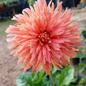 Light Orange Babandesia