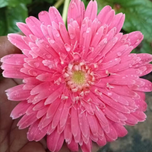 Light Pink Babandesia