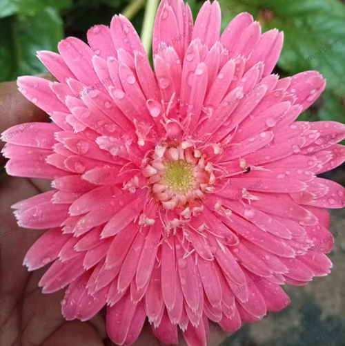 Light Pink Babandesia