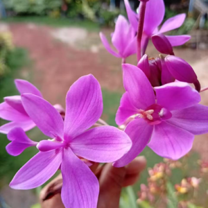 Light Purple Orchid