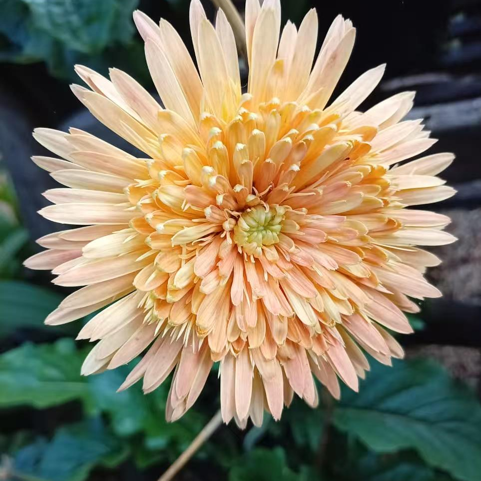 Light Yellow Babandesia