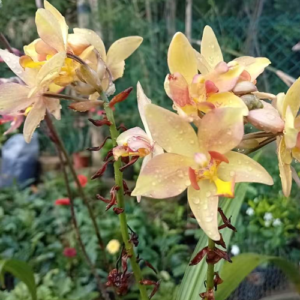 Light Yellow Orchid
