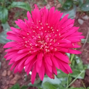 Maroon Babandesia