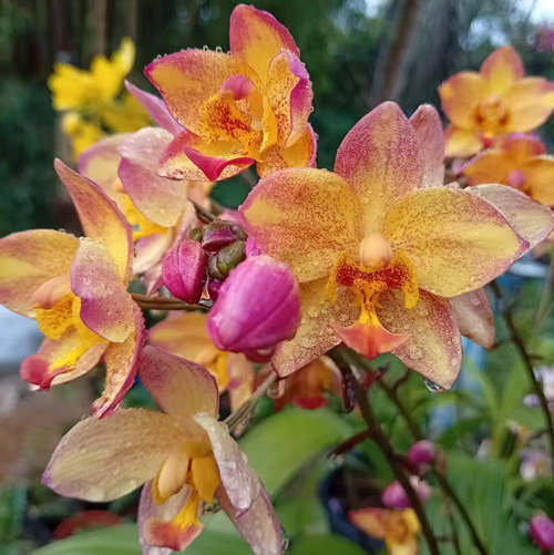 Mixed Color Orchid