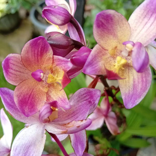 Mixed Purple Orchid