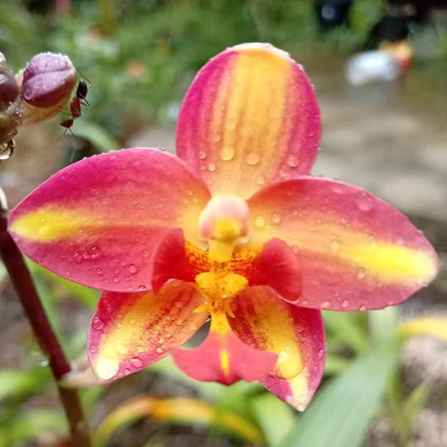 Mixed Red Orchid