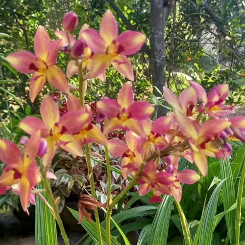 Mixed Yellow Orchid