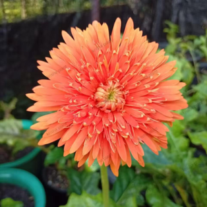 Orange Babandesia