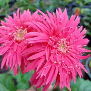 Pink Babandesia