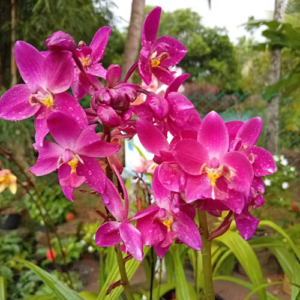 Purple Orchid