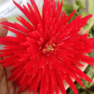 Red Babandesia