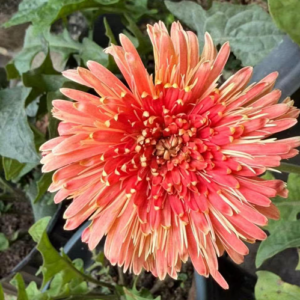 Red Mixed V1 Babandesia