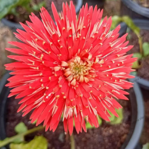 Red Mixed V2 Babandesia