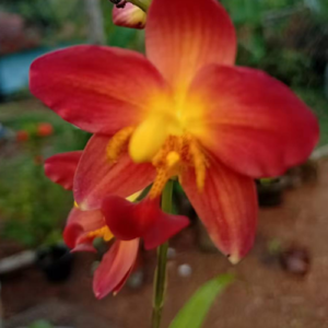 Red Orchid