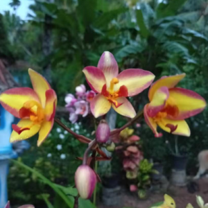 Red & Yellow Orchid
