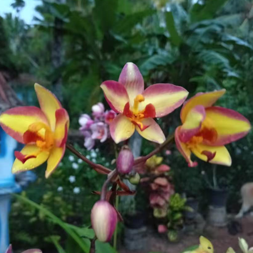 Red & Yellow Orchid