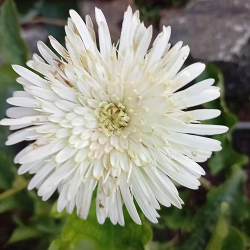 White Babandesia