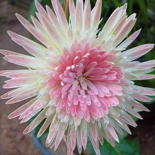 White Mixed Babandesia