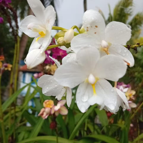 White Orchid