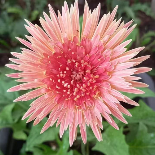 White & Pink Mixed Babandesia