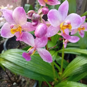 White Purple Orchid