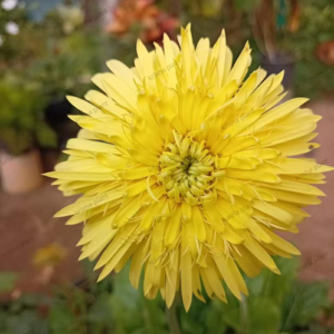 Yellow Babandesia