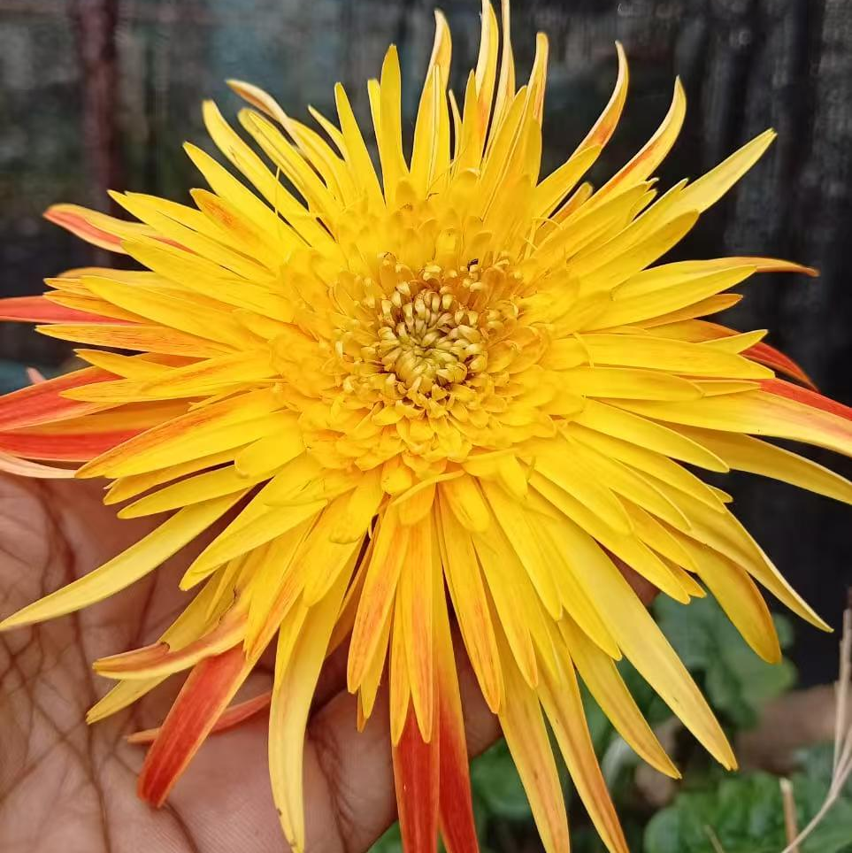 Yellow Mixed Babandesia