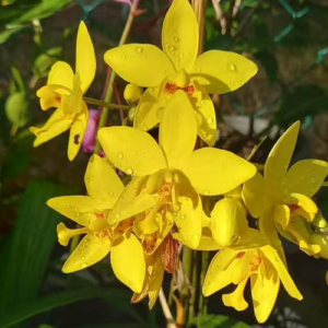 Yellow Orchid